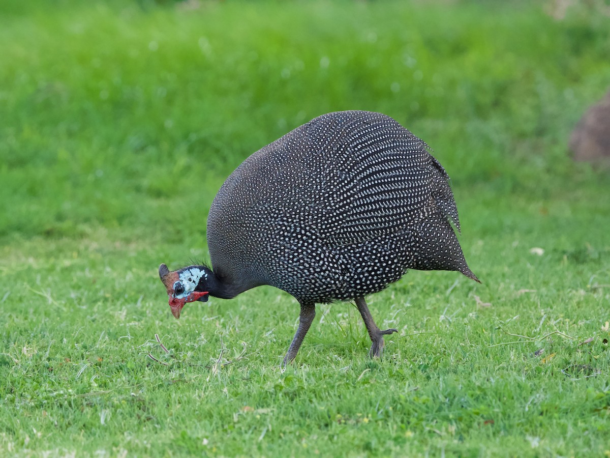 Helmeted Guineafowl - Nick Leiby