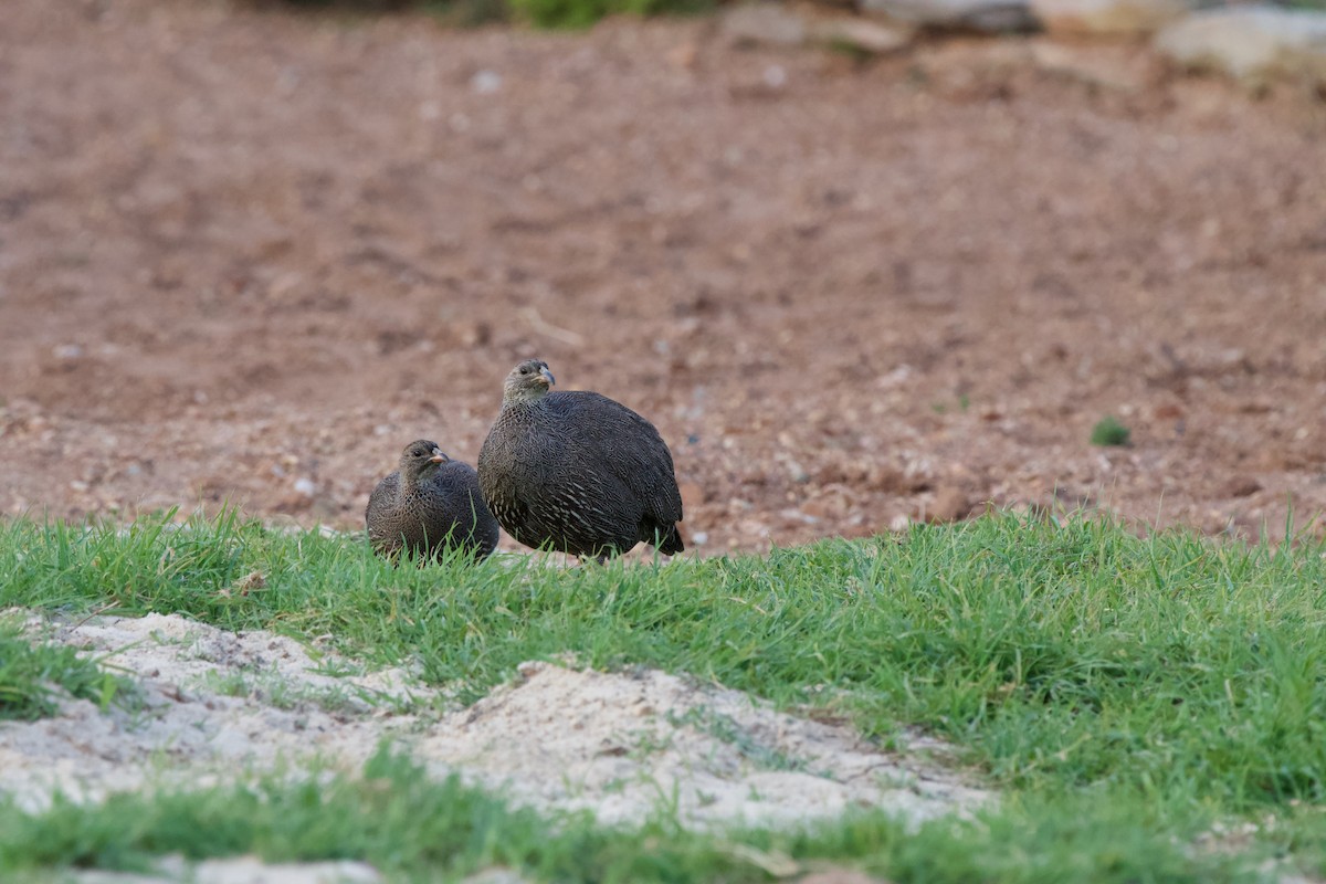 Cape Spurfowl - ML619470758