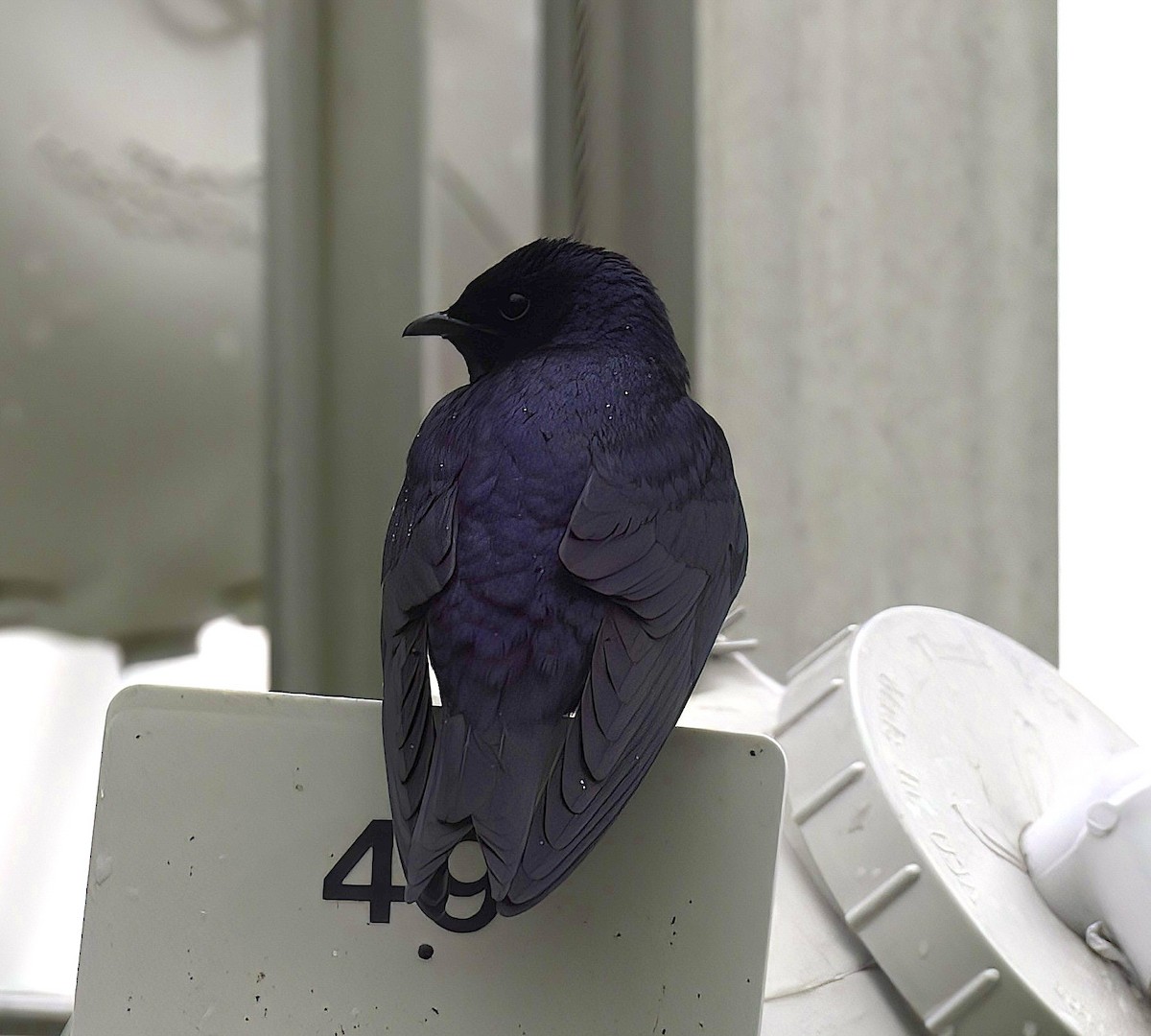 Purple Martin - Mandy Talpas -Hawaii Bird Tours