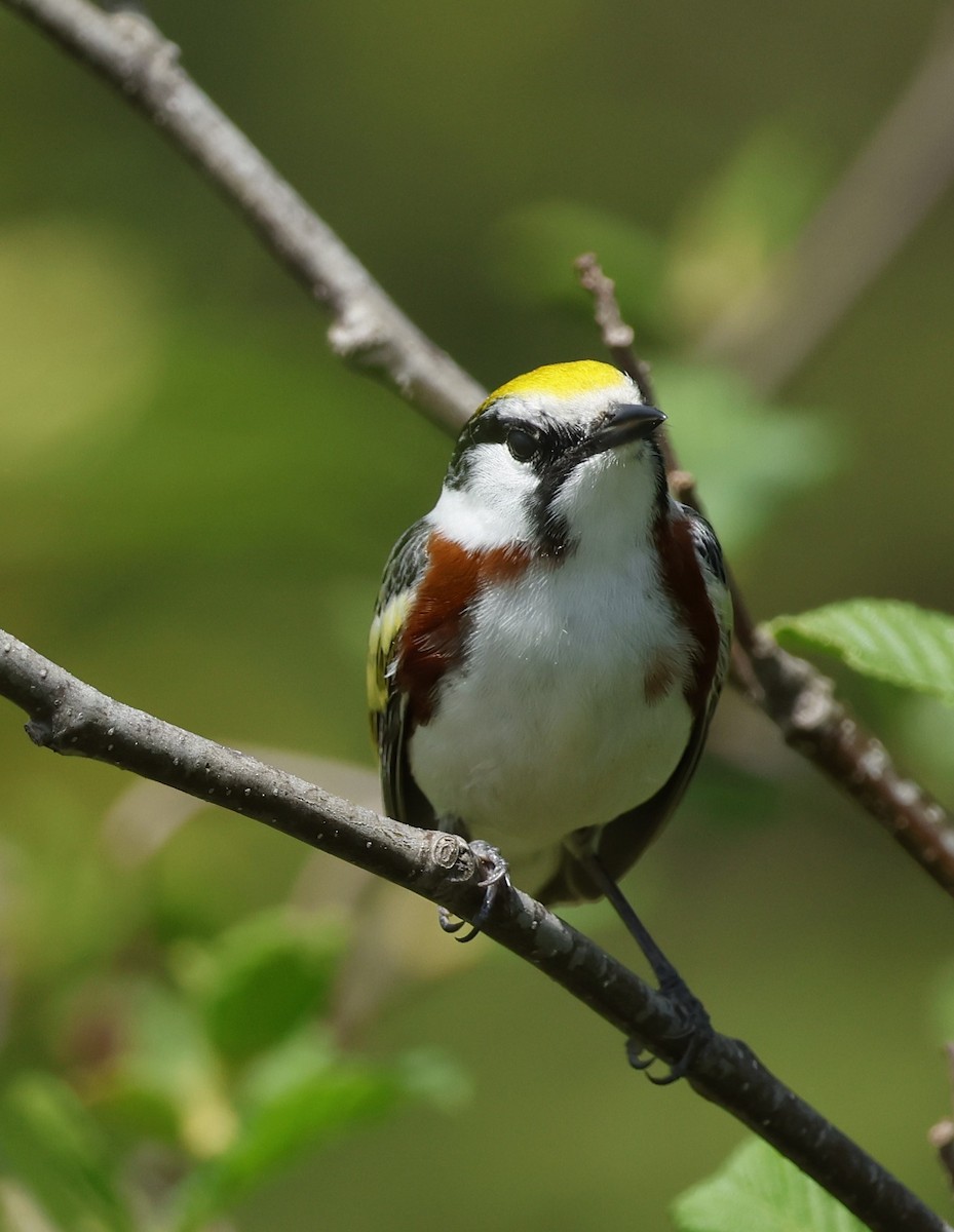 Chestnut-sided Warbler - Jean-Pierre Gagné