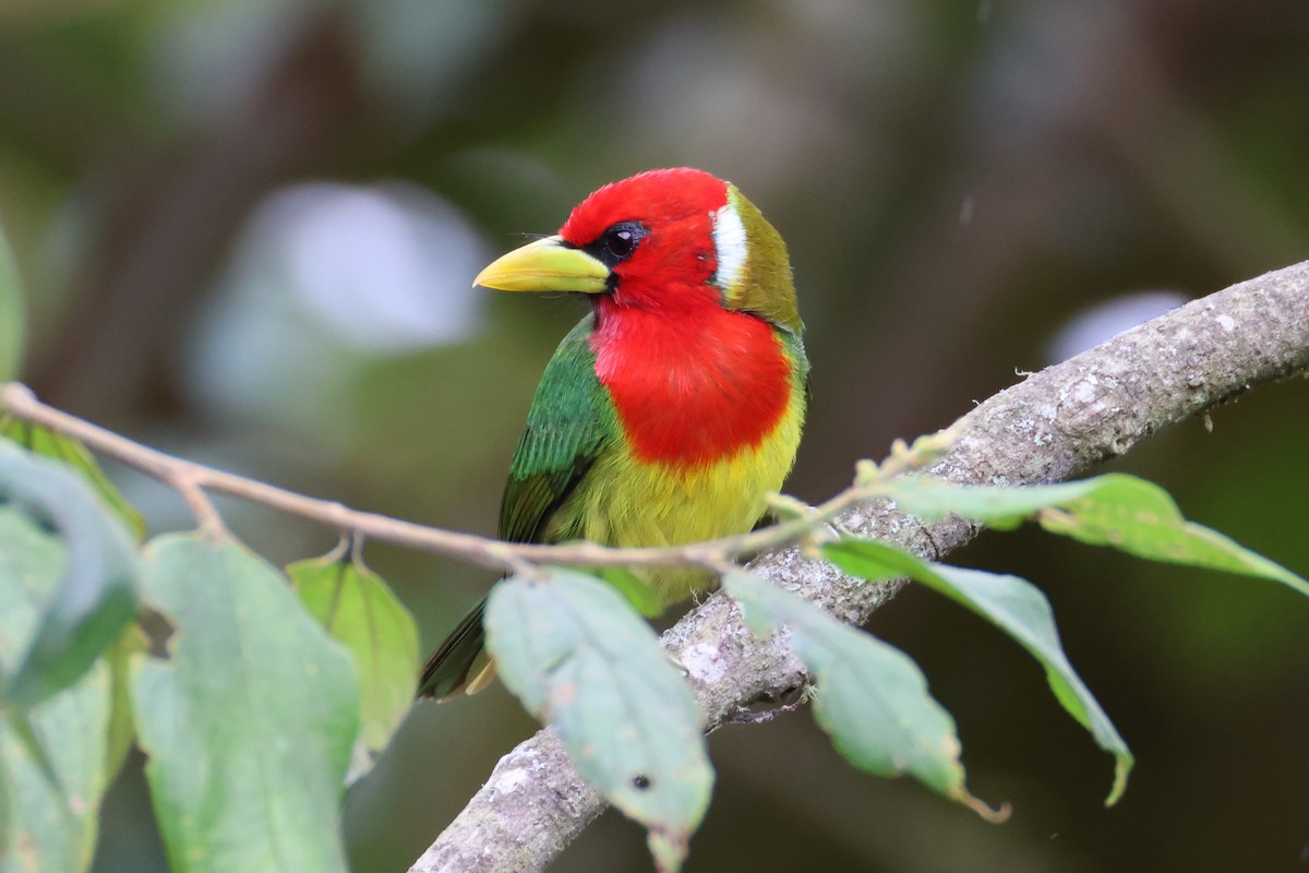 Red-headed Barbet - Jim Sculatti