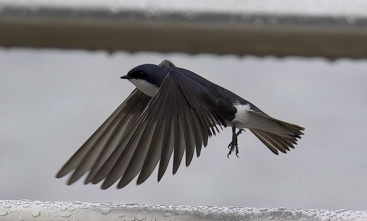 Tree Swallow - Mandy Talpas -Hawaii Bird Tours