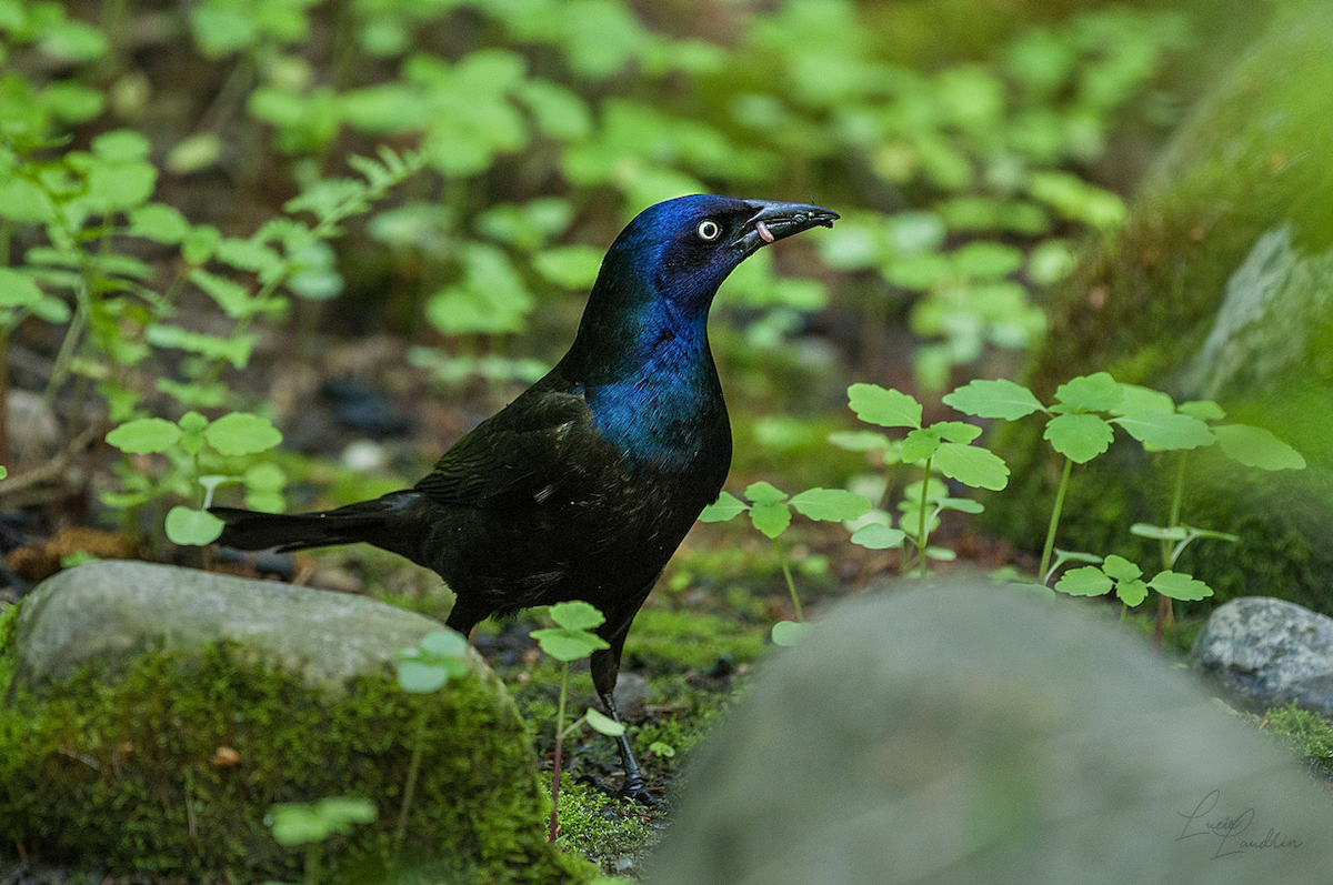 Common Grackle - Lucie Laudrin