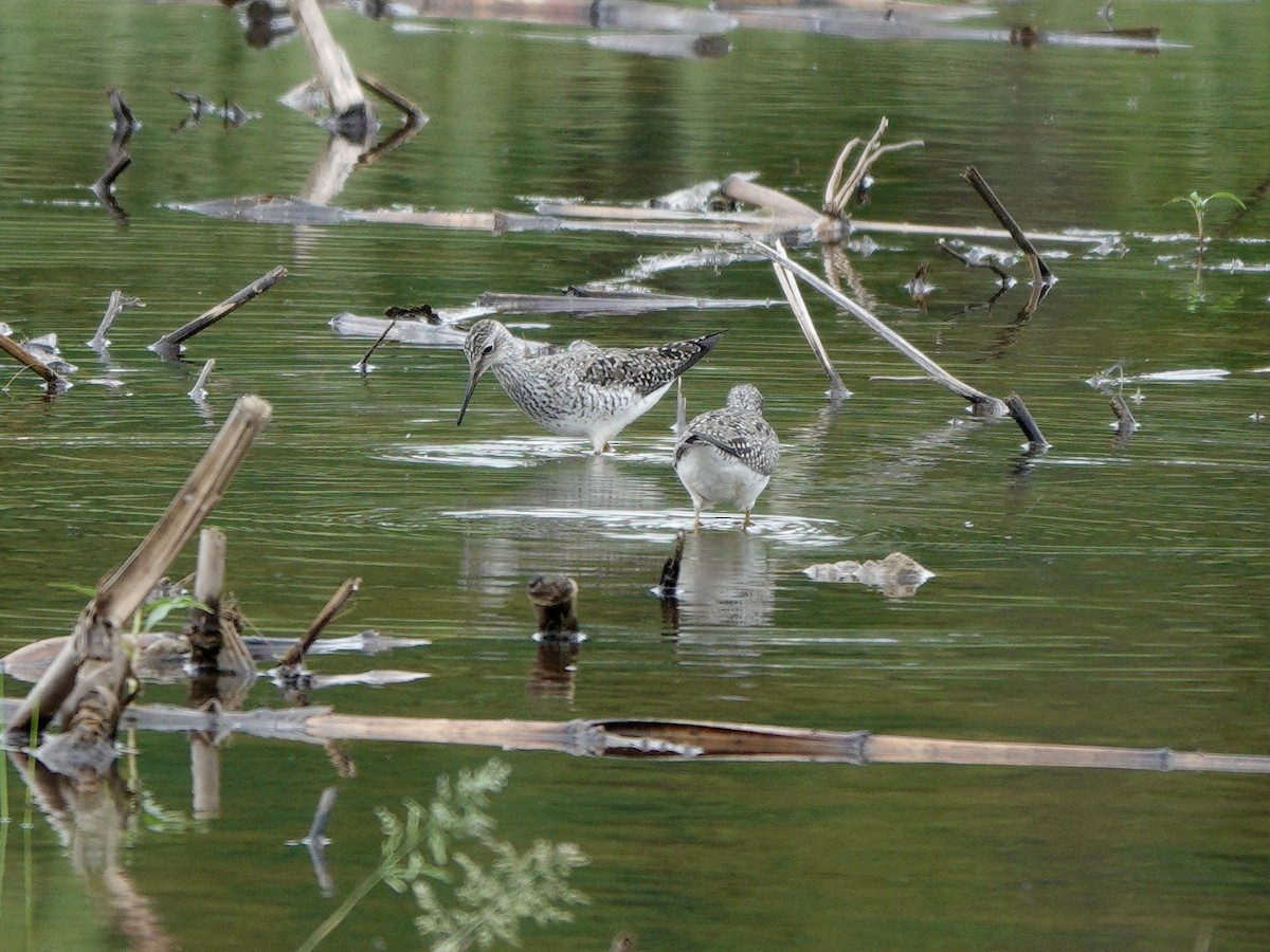 Lesser Yellowlegs - Yi-Ying Lee