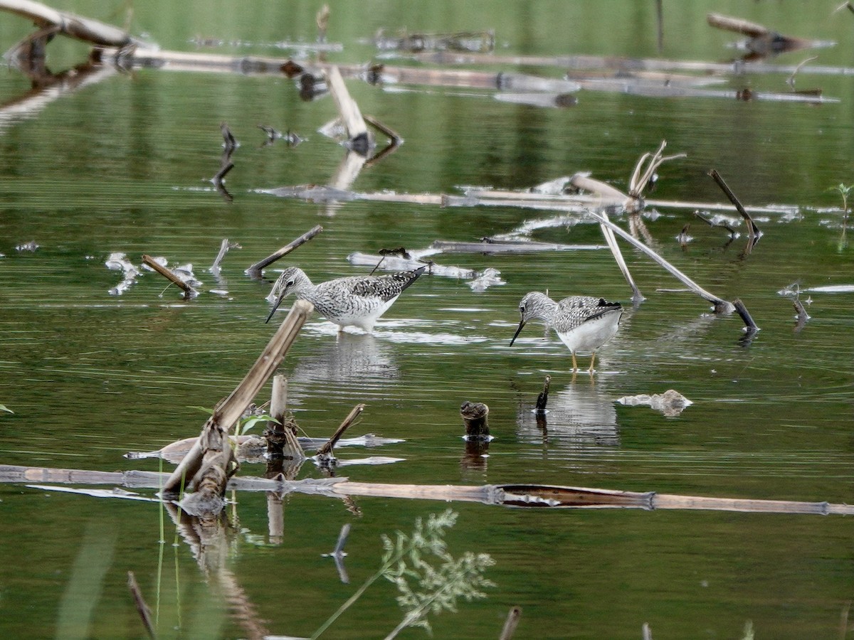 Lesser Yellowlegs - Yi-Ying Lee