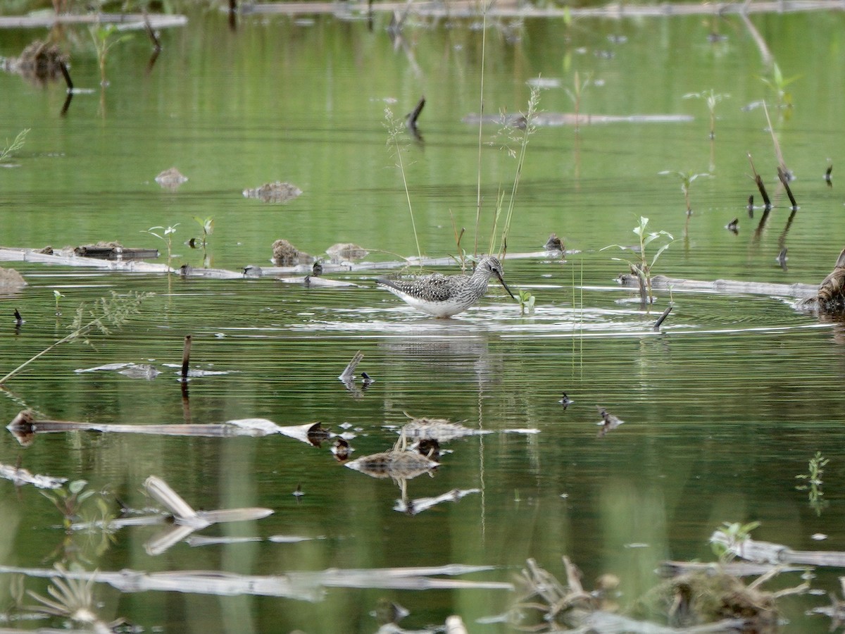 Lesser Yellowlegs - Yi-Ying Lee