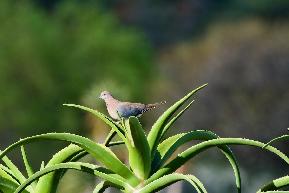 Laughing Dove - Nick Leiby