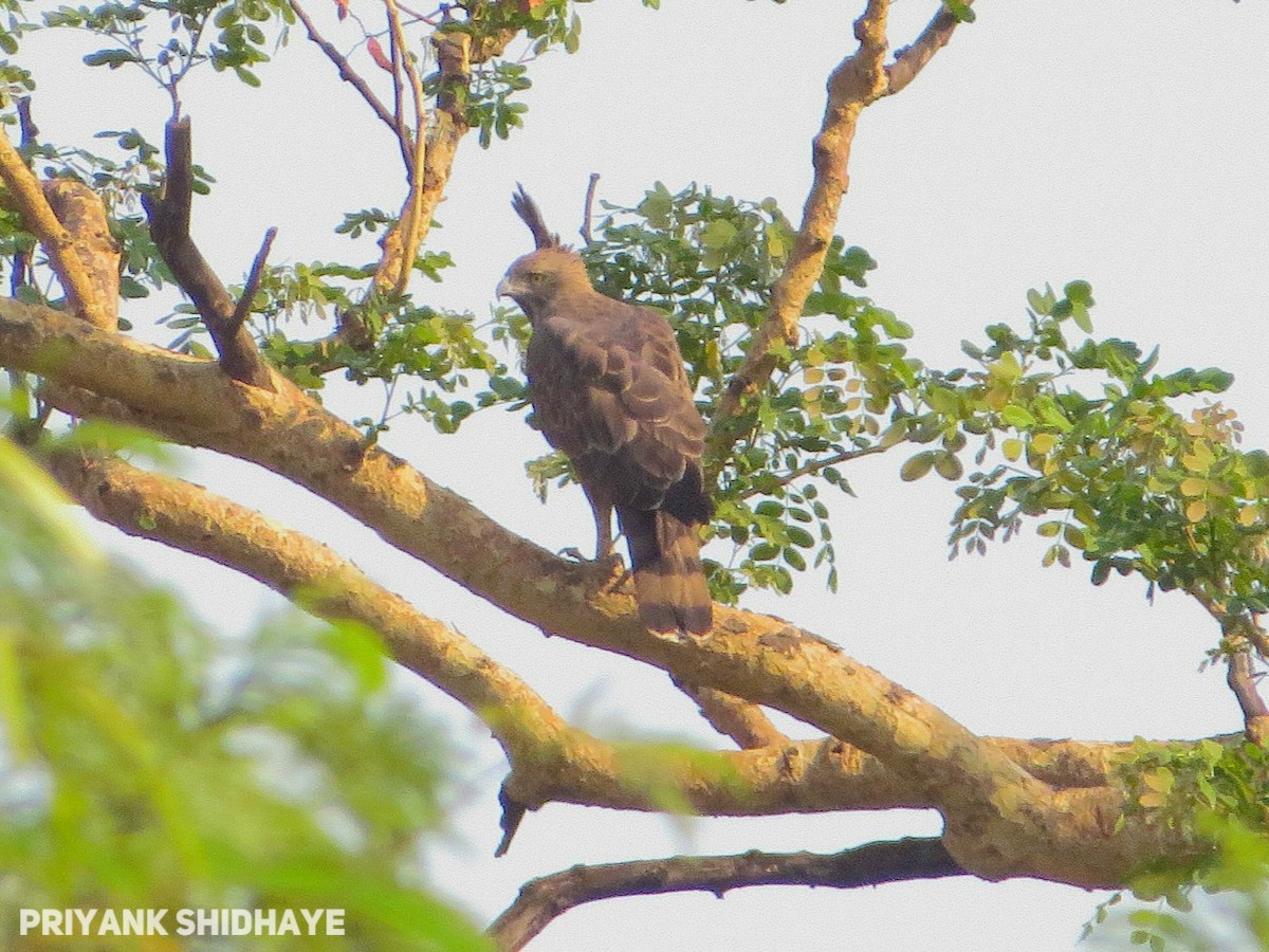 Changeable Hawk-Eagle - Priyank Shidhaye
