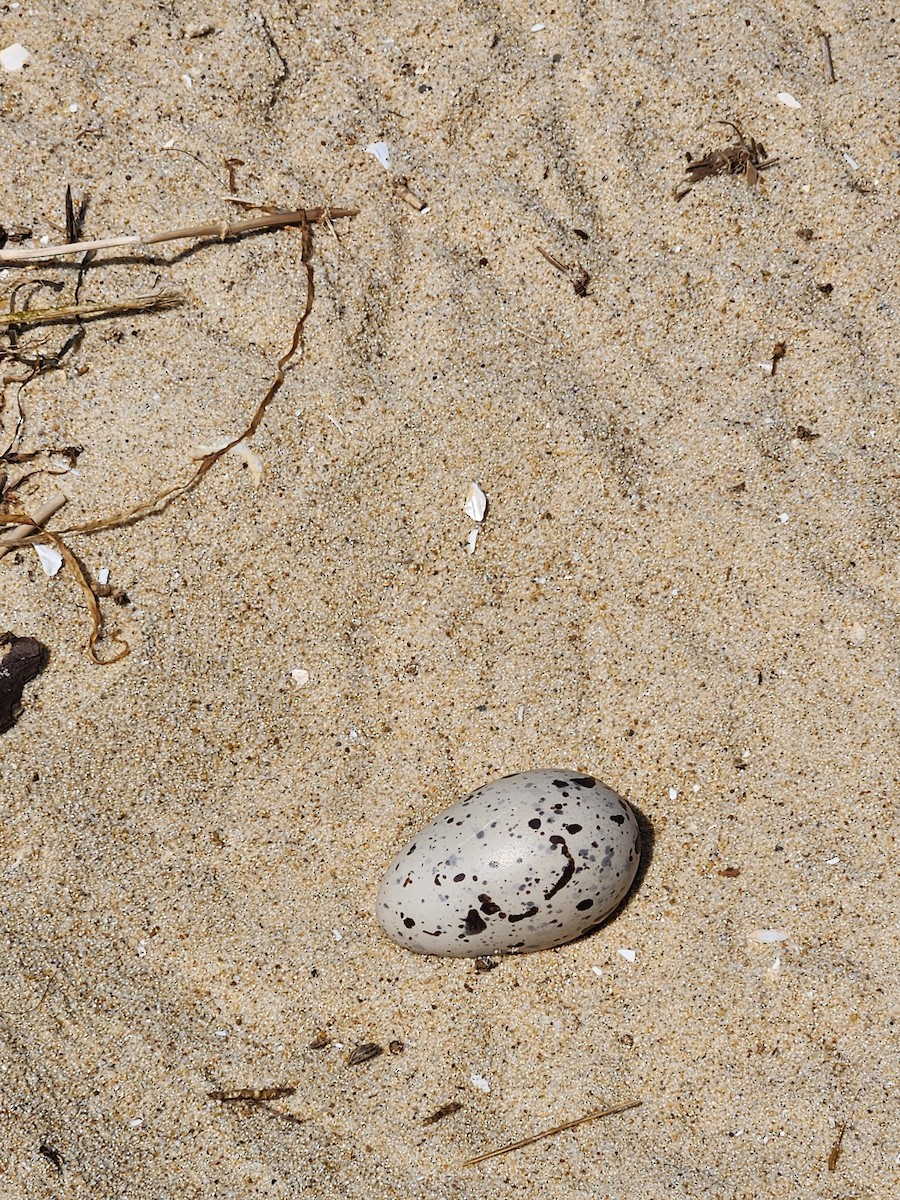 American Herring Gull - ML619470800