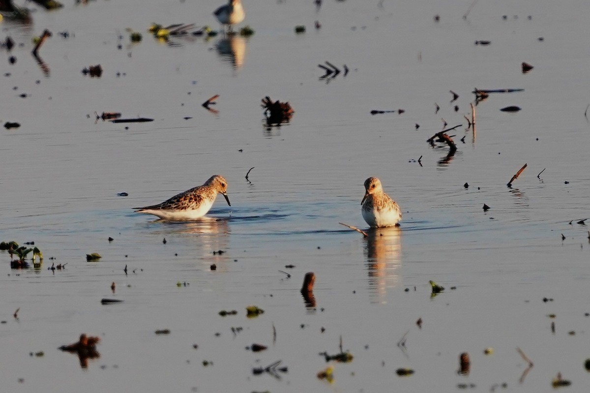 Sanderling - Dana Siefer