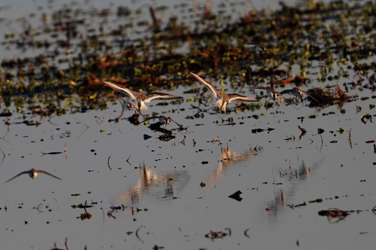 Sanderling - Dana Siefer