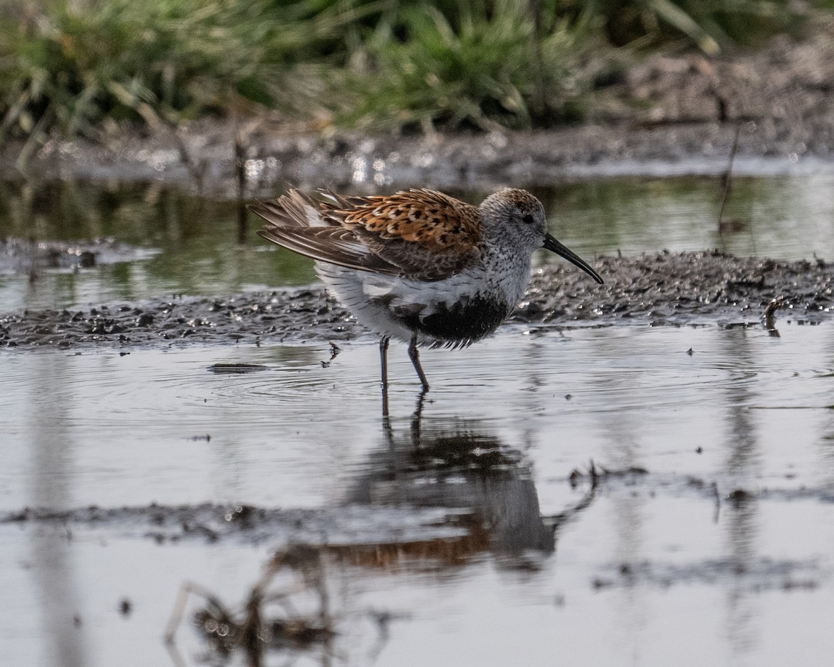 Dunlin - Joe Breidenbach