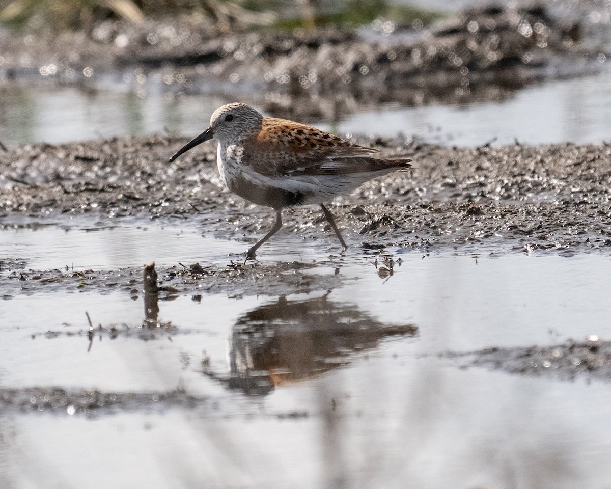 Dunlin - ML619470815