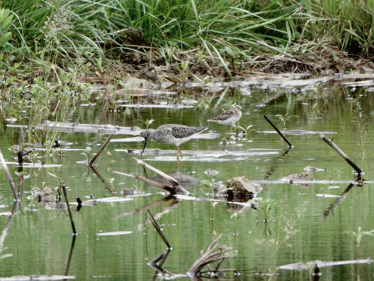 Least Sandpiper - Yi-Ying Lee