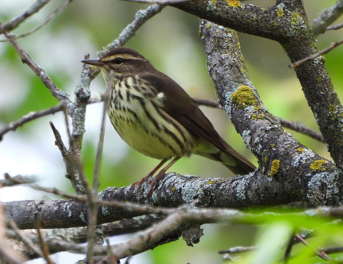 Northern Waterthrush - ML619470821