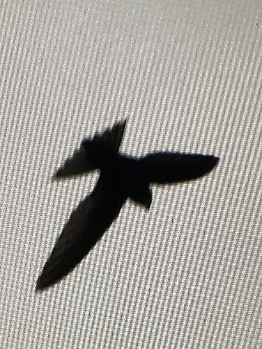 Common Swift - ML619470824