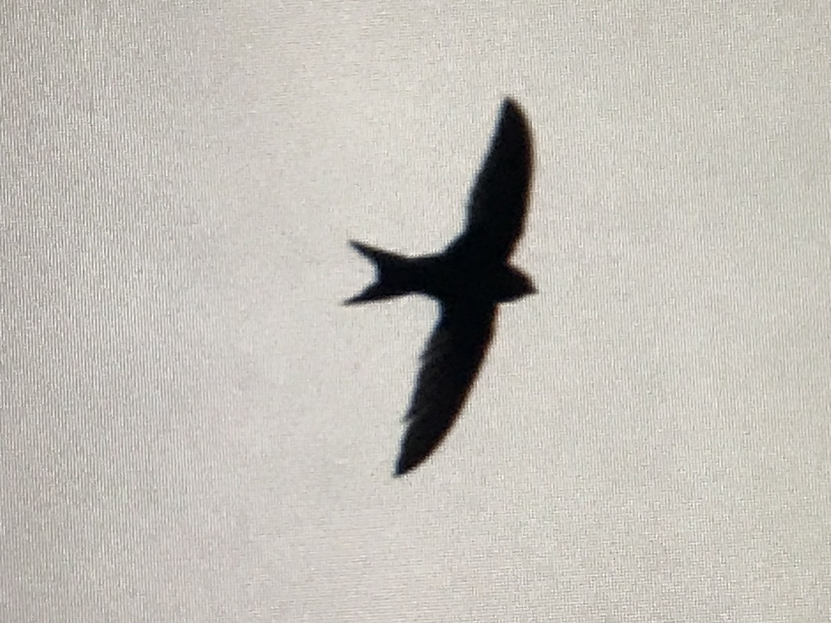 Common Swift - ML619470826