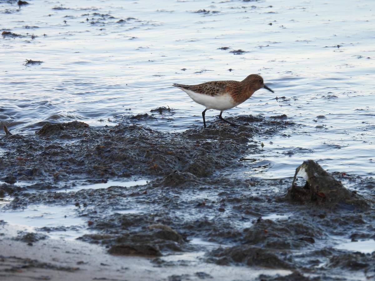 Sanderling - Laura Griffin