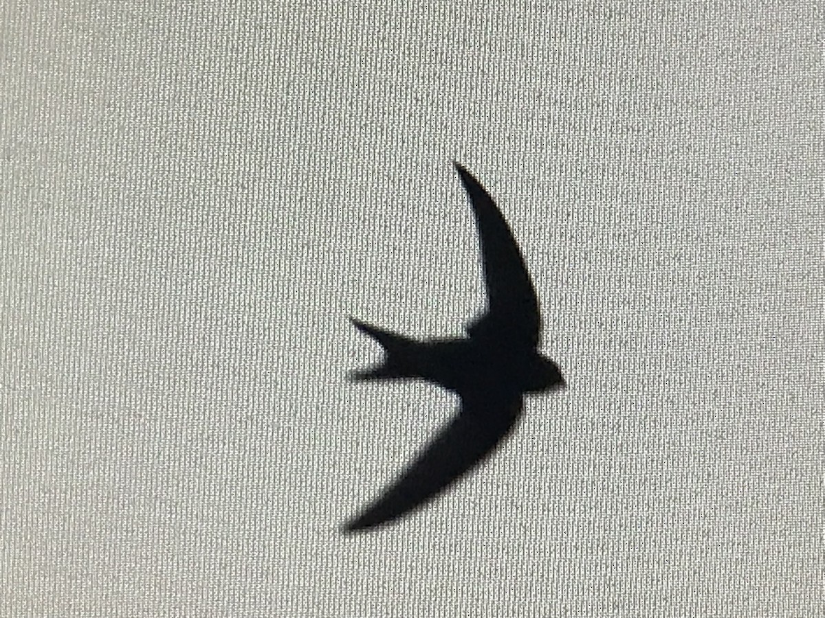 Common Swift - ML619470829