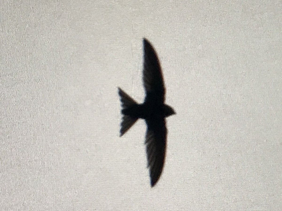 Common Swift - ML619470830