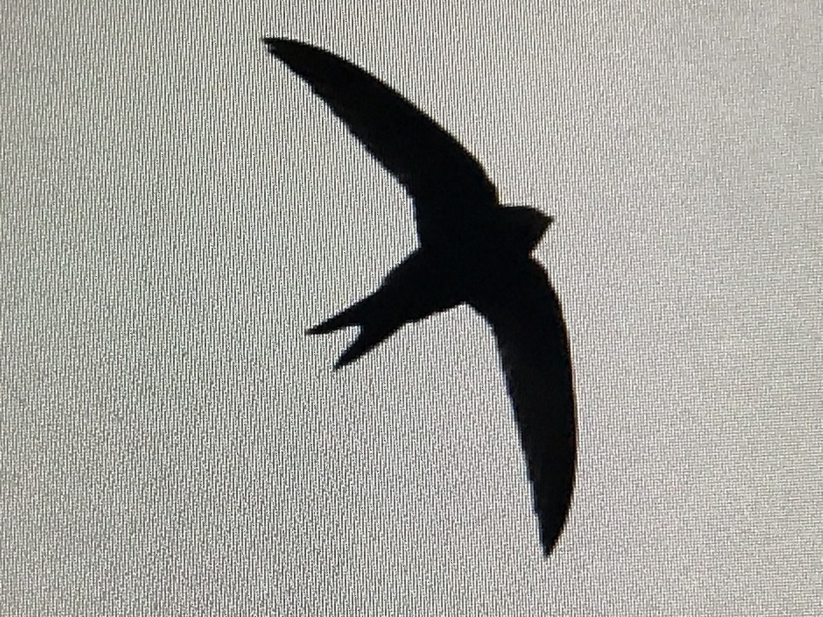 Common Swift - ML619470831