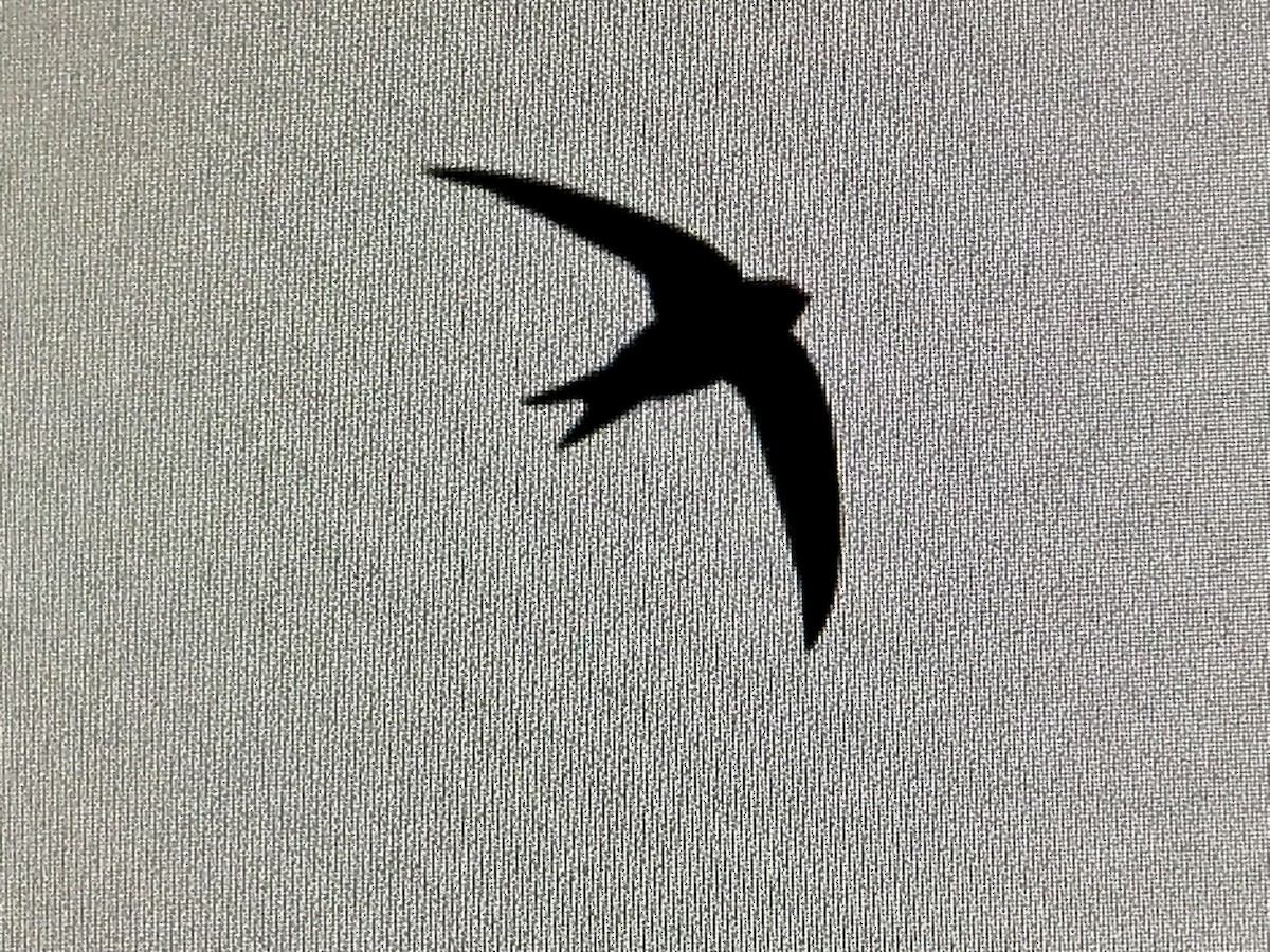 Common Swift - ML619470833