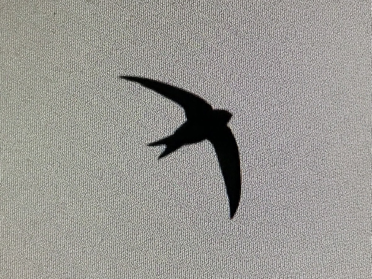 Common Swift - ML619470834