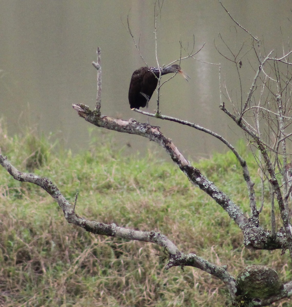 Limpkin - Pedro Behne