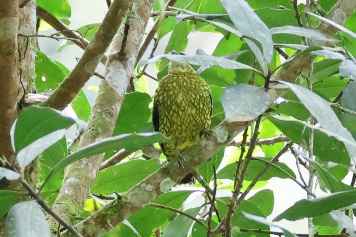 Cotinga écaillé - ML619470842