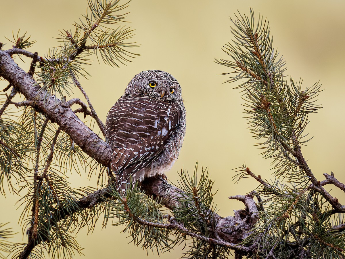 Asian Barred Owlet - Hari K Patibanda