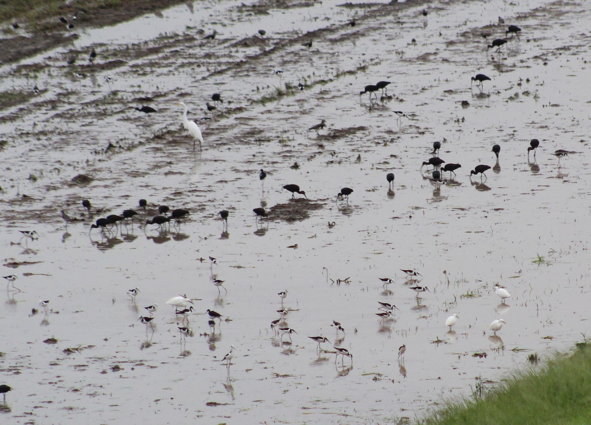 Black-necked Stilt (White-backed) - Pedro Behne