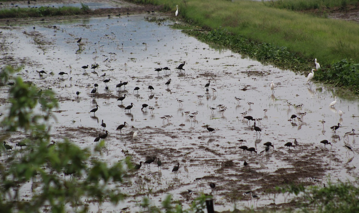 Black-necked Stilt (White-backed) - Pedro Behne