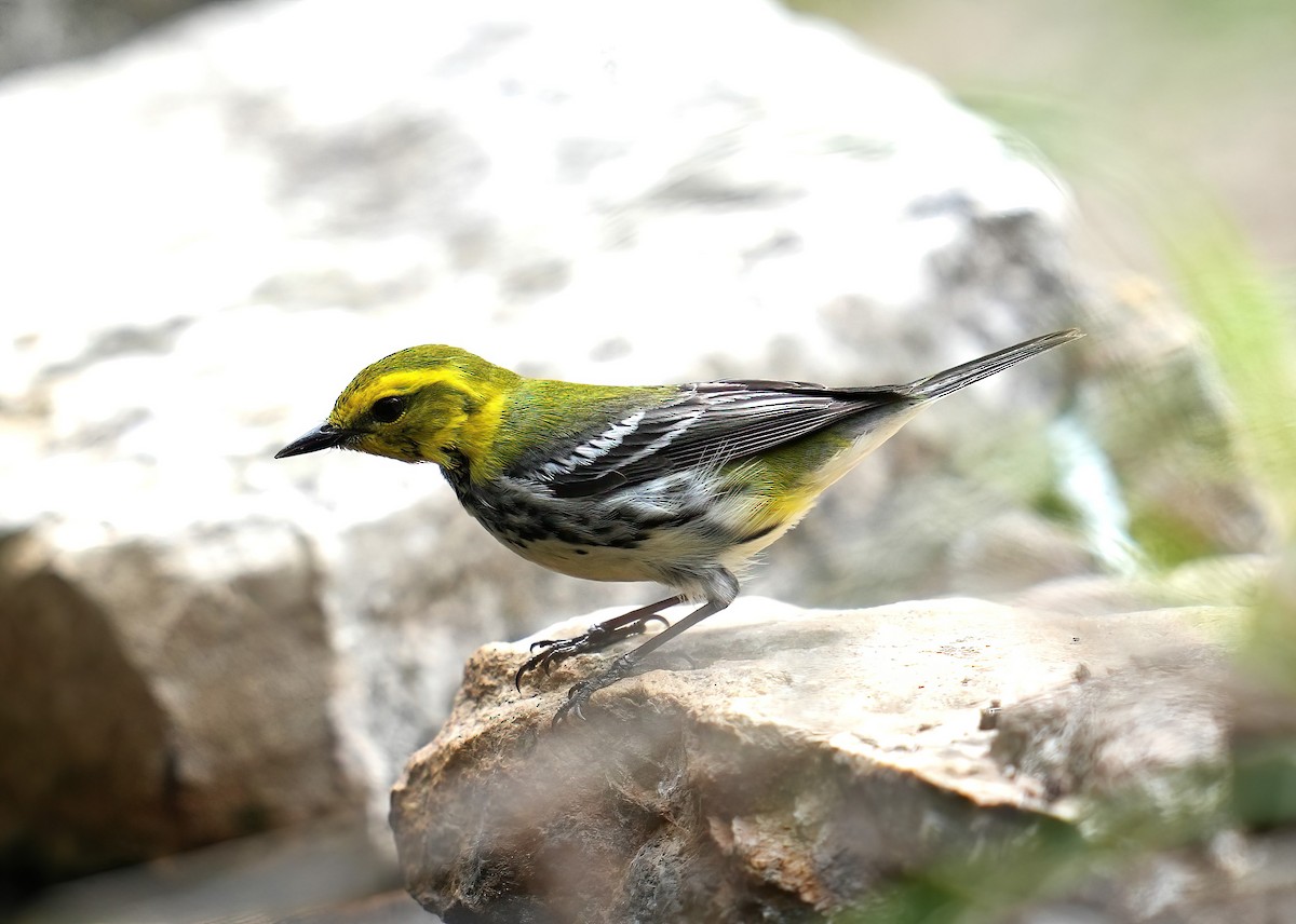 Black-throated Green Warbler - james fallon