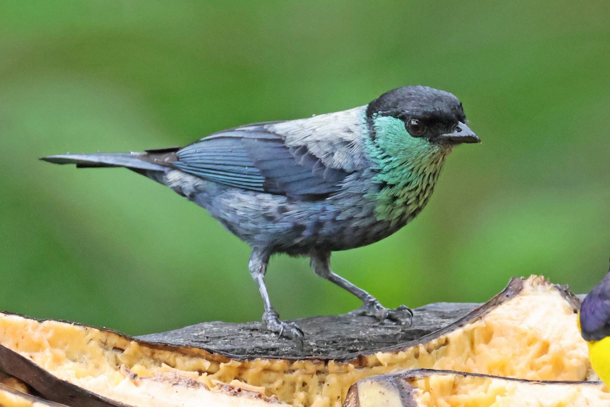 Black-capped Tanager - Jim Sculatti