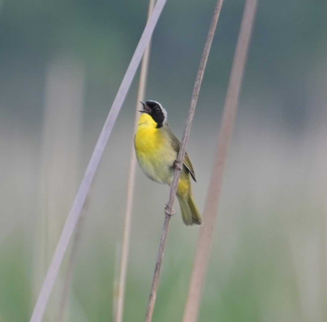 Common Yellowthroat - Nicolle and H-Boon Lee