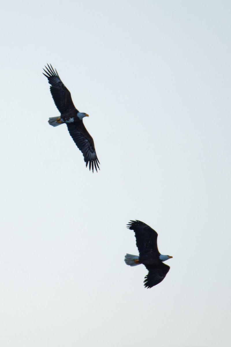 Bald Eagle - Ruogu Li