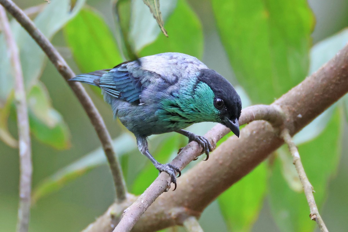 Black-capped Tanager - Jim Sculatti