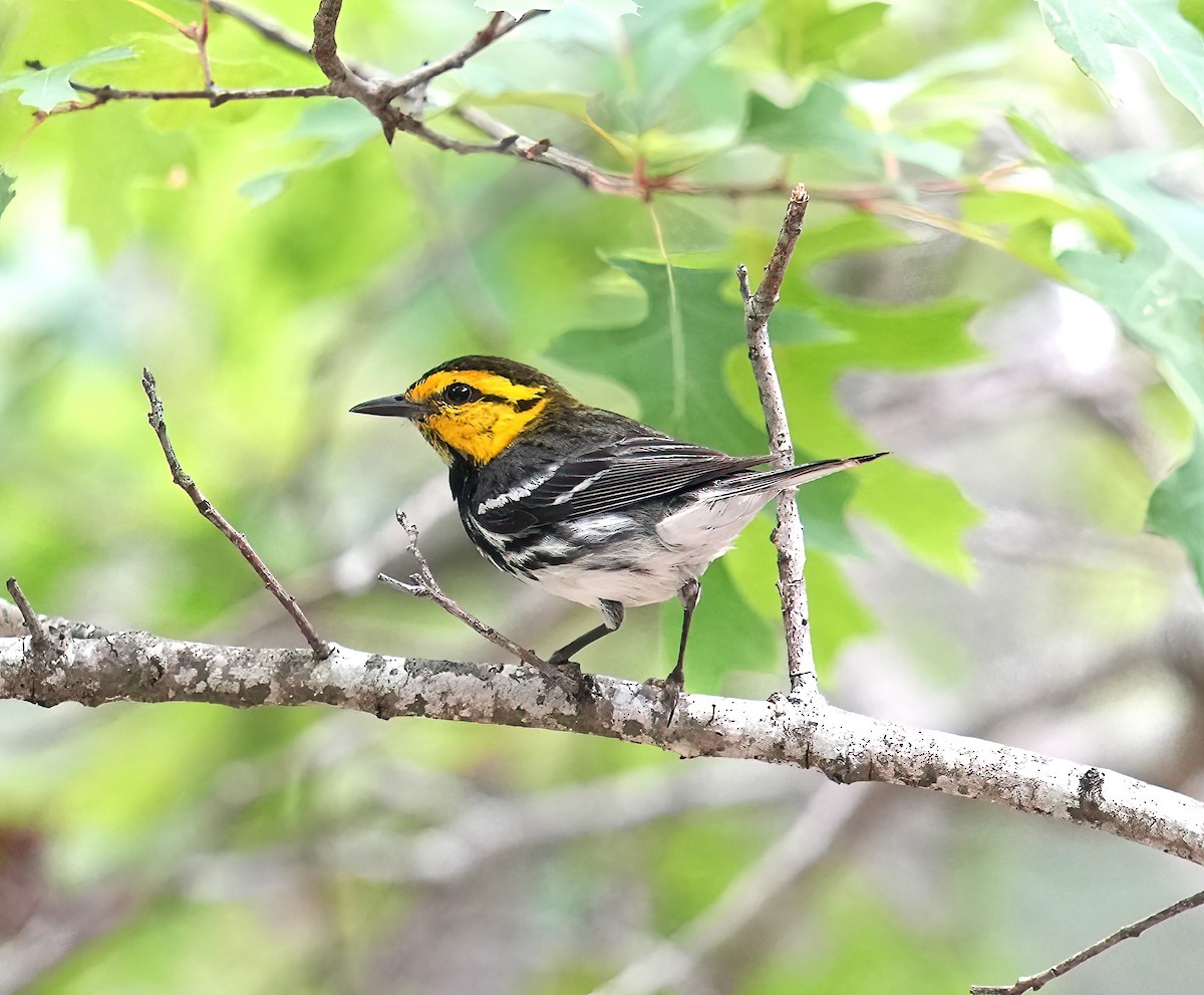 Golden-cheeked Warbler - james fallon