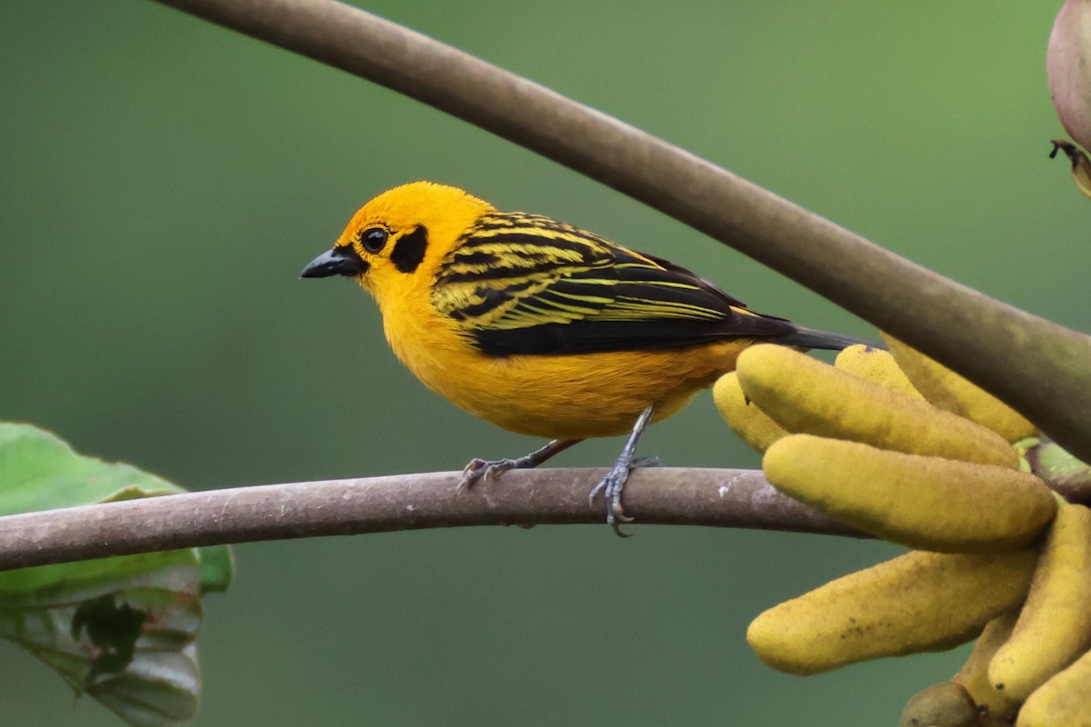 Golden Tanager - Jim Sculatti