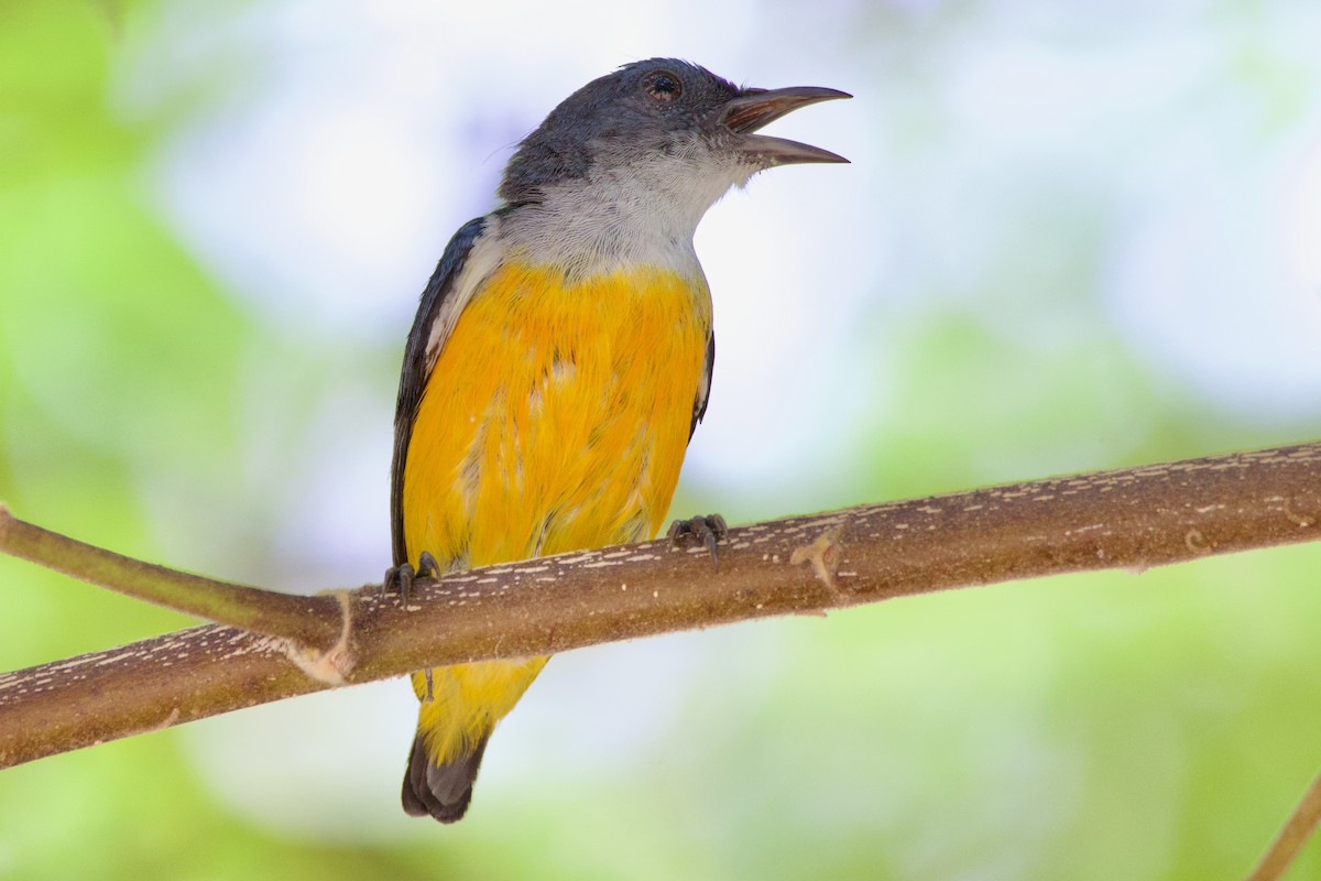 Orange-bellied Flowerpecker - Krit Kruaykitanon 🦅