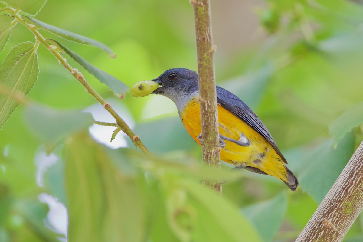 Orange-bellied Flowerpecker - Krit Kruaykitanon 🦅