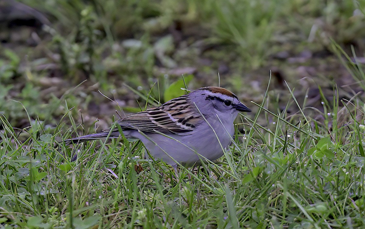 Chipping Sparrow - Mandy Talpas -Hawaii Bird Tours