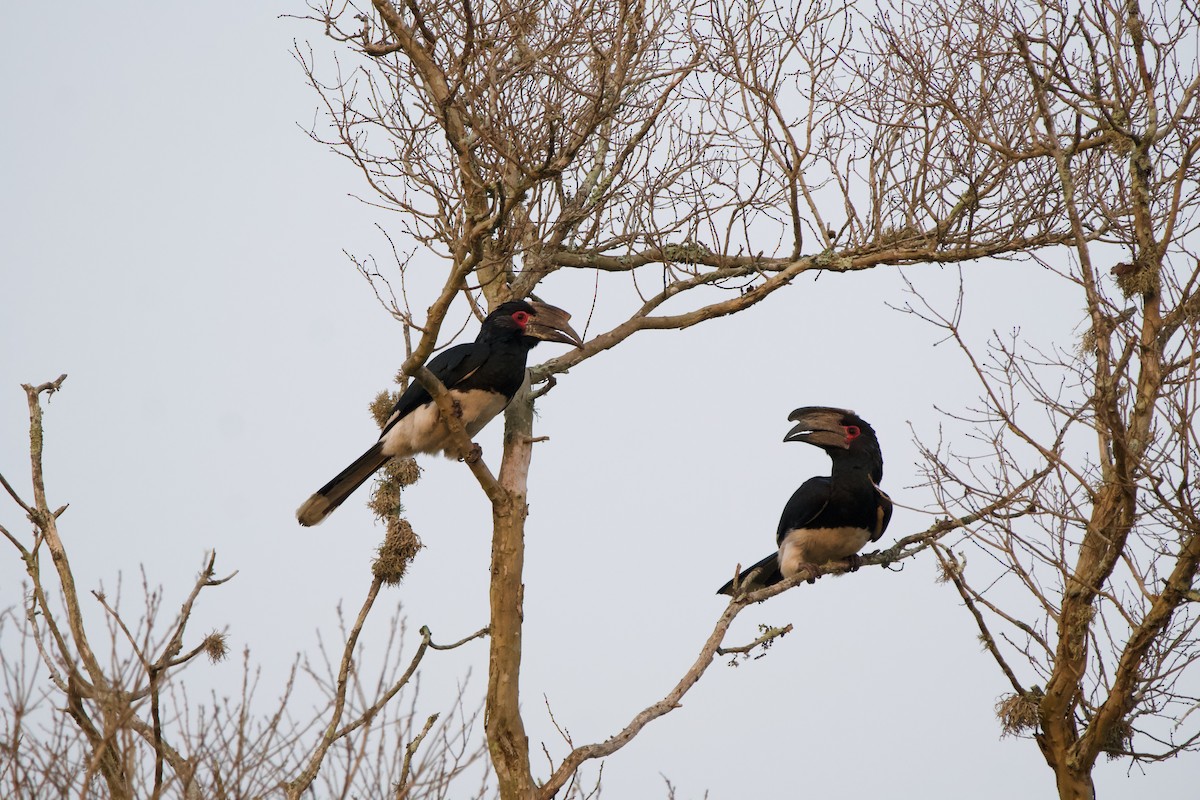 Trumpeter Hornbill - Nick Leiby