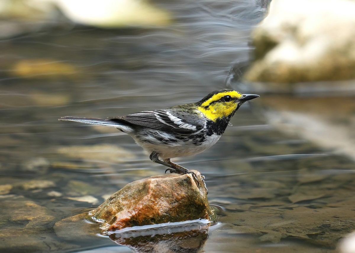 Golden-cheeked Warbler - james fallon