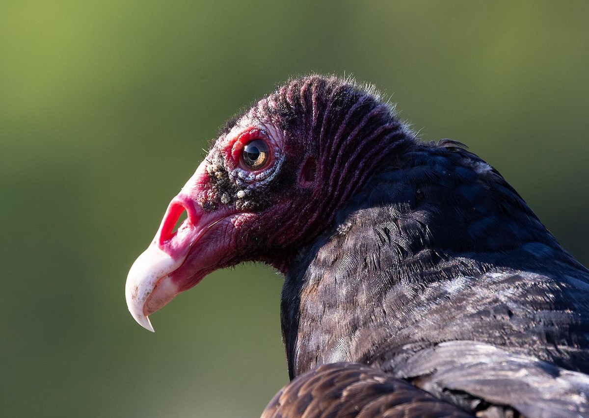 Turkey Vulture - Janis Stone