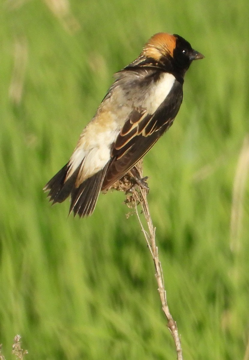 Bobolink - Paul Lender