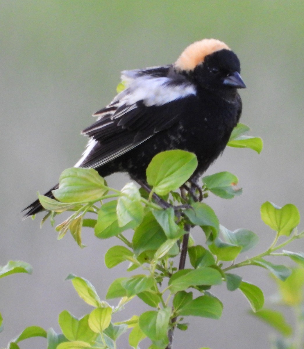 Bobolink - Paul Lender