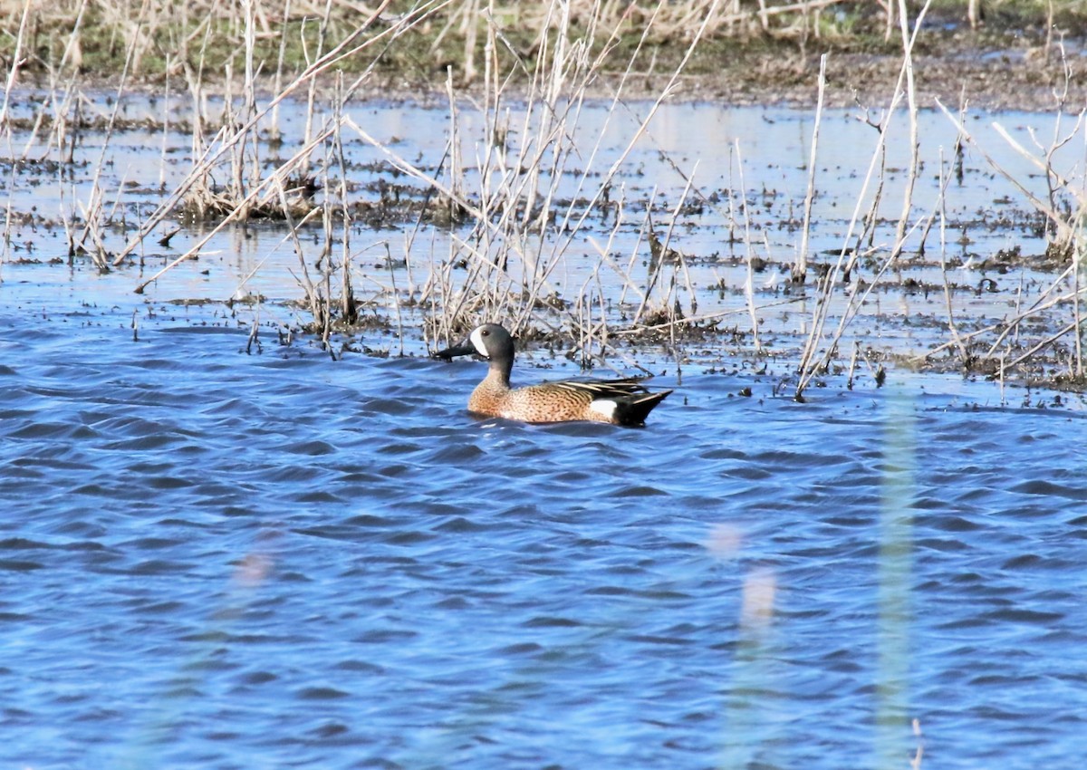 Blue-winged Teal - Steve Stump