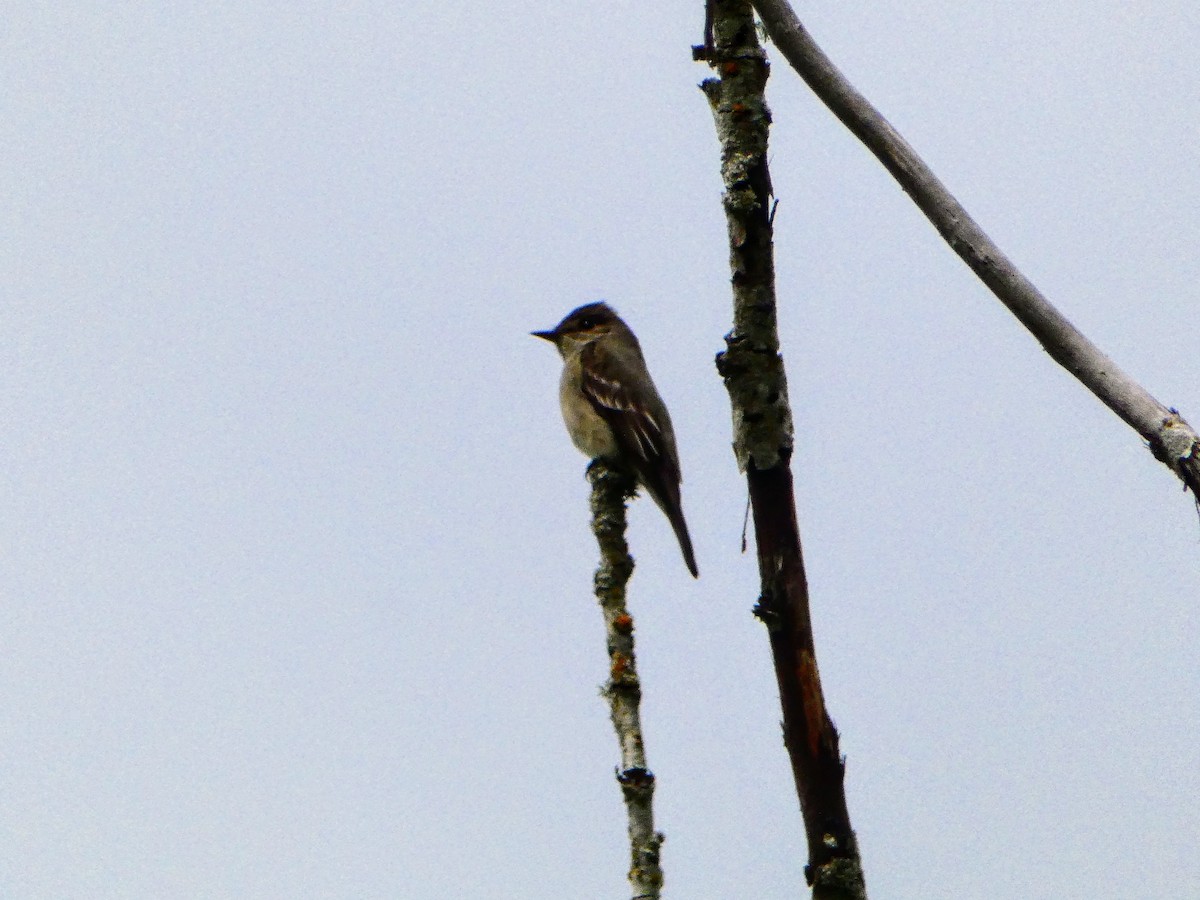 Western Wood-Pewee - Aldrin Leung