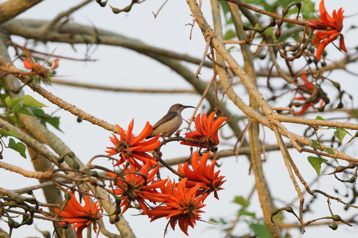 Mouse-colored Sunbird - Nick Leiby